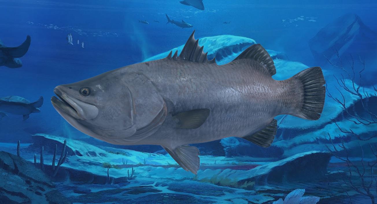 3D model Barramundi or Lates Calcarifer Fish