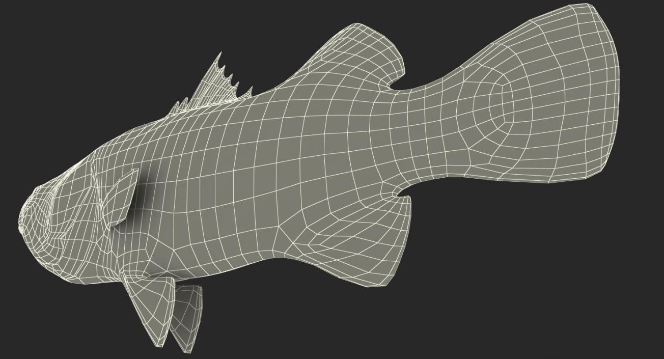 3D model Barramundi or Lates Calcarifer Fish