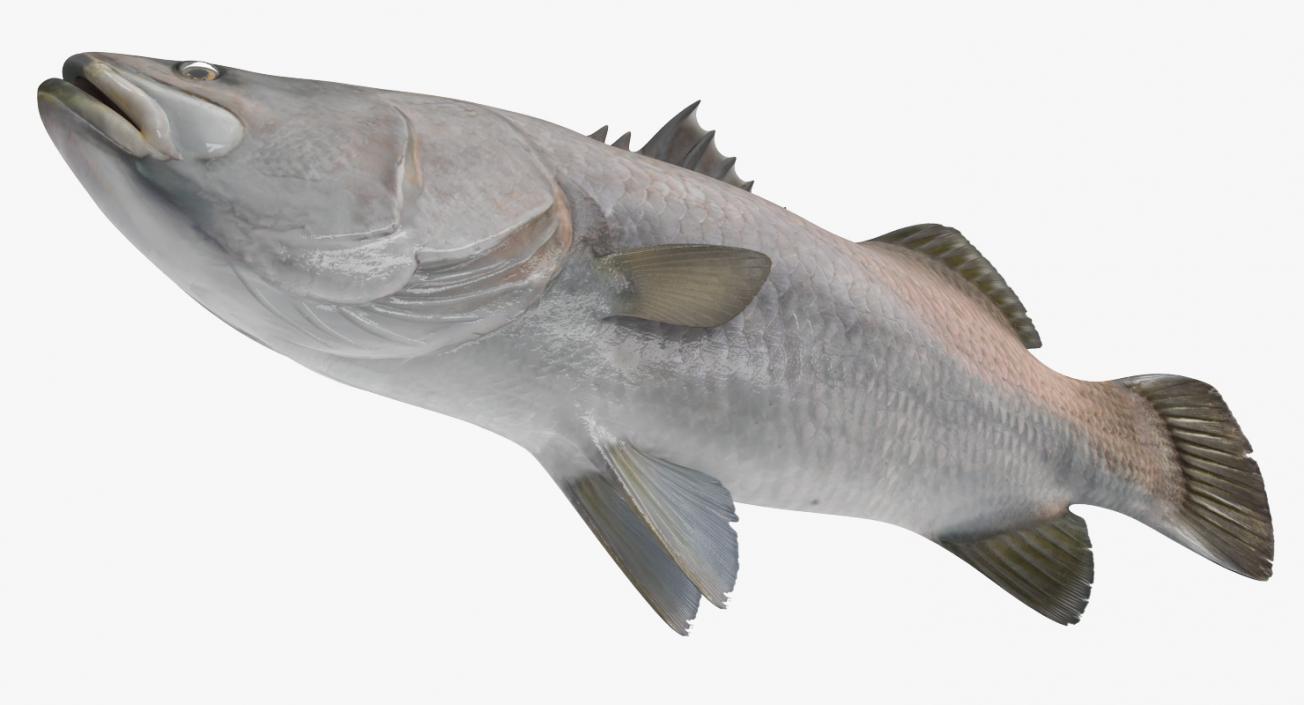 3D model Barramundi or Lates Calcarifer Fish