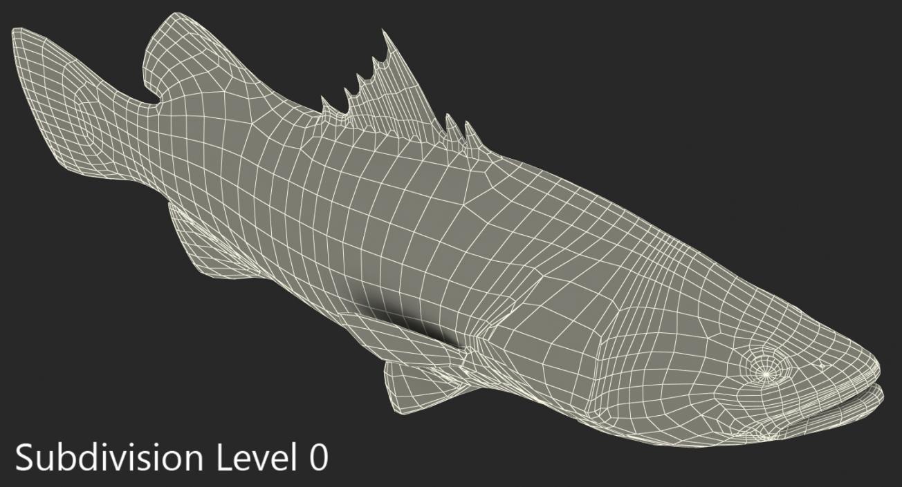 3D model Barramundi or Lates Calcarifer Fish