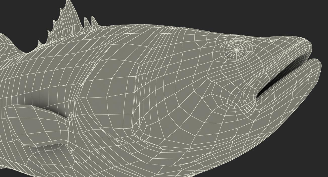 3D model Barramundi or Lates Calcarifer Fish