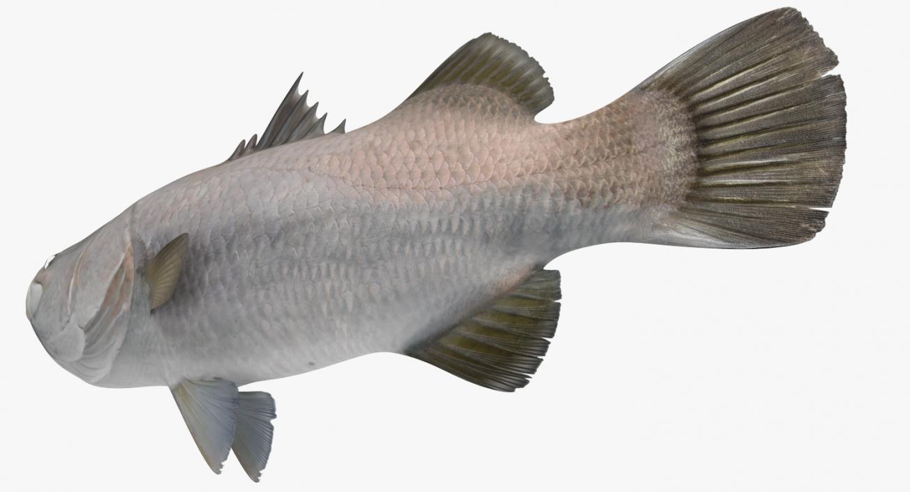 3D model Barramundi or Lates Calcarifer Fish