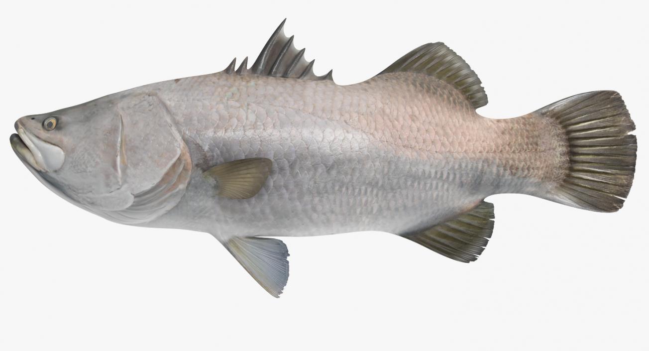 3D model Barramundi or Lates Calcarifer Fish