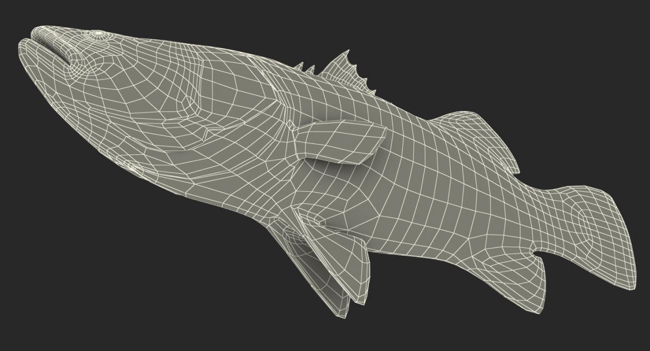 3D model Barramundi or Lates Calcarifer Fish