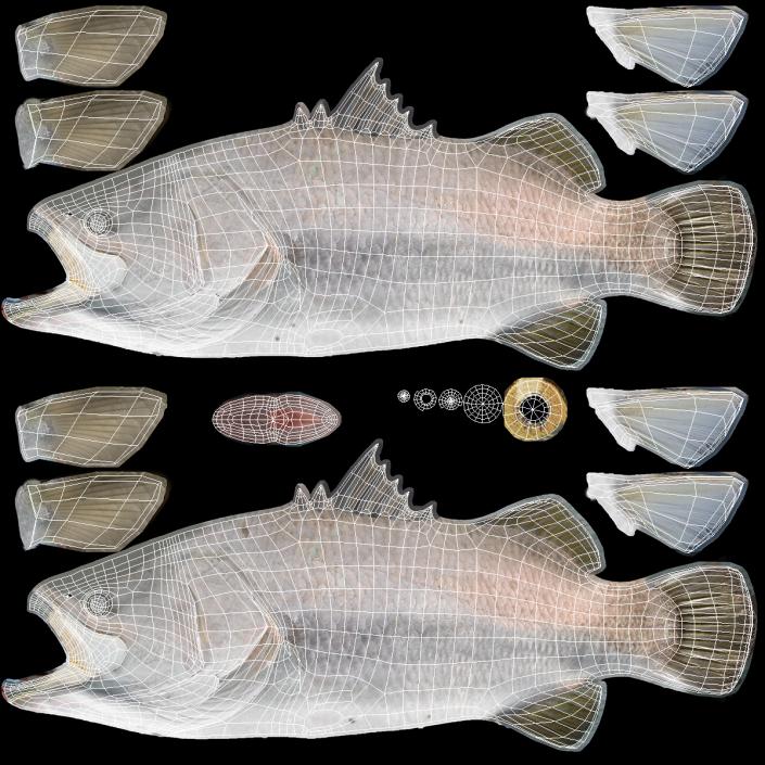 3D model Barramundi or Lates Calcarifer Fish