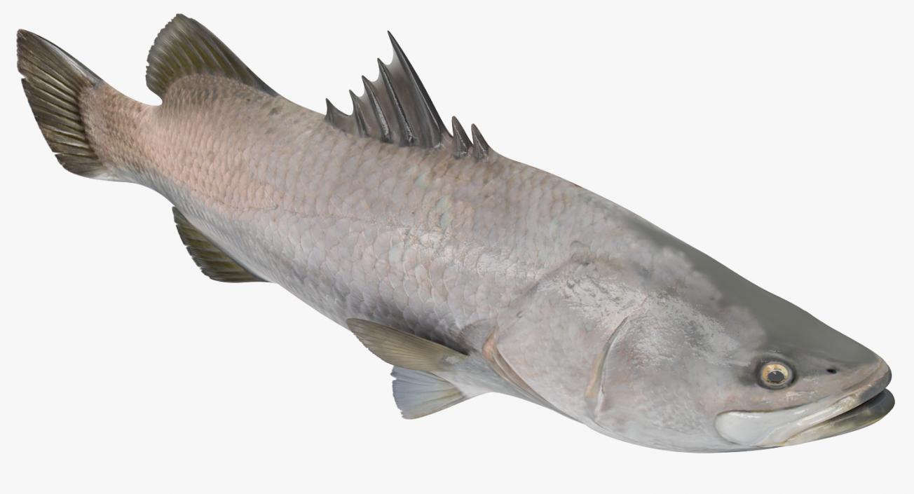 3D model Barramundi or Lates Calcarifer Fish