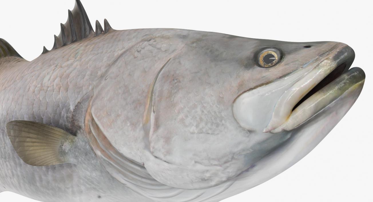 3D model Barramundi or Lates Calcarifer Fish