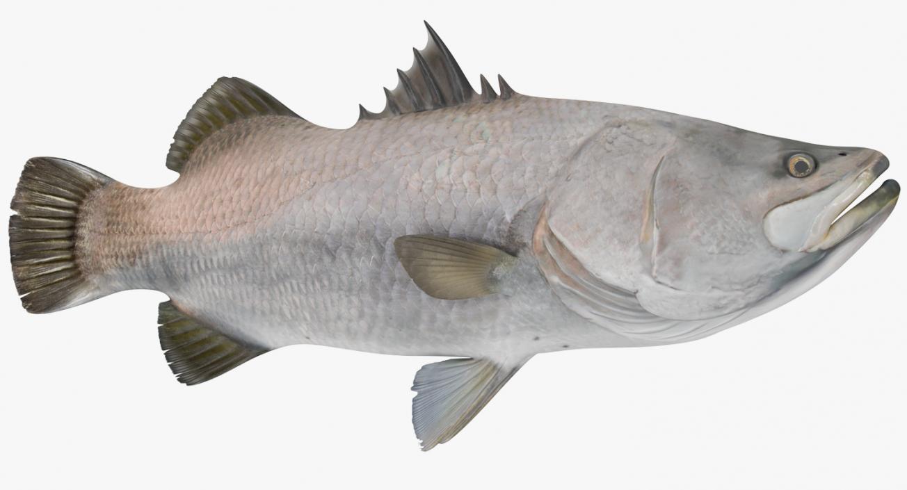 3D model Barramundi or Lates Calcarifer Fish