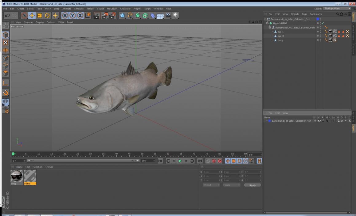 3D model Barramundi or Lates Calcarifer Fish