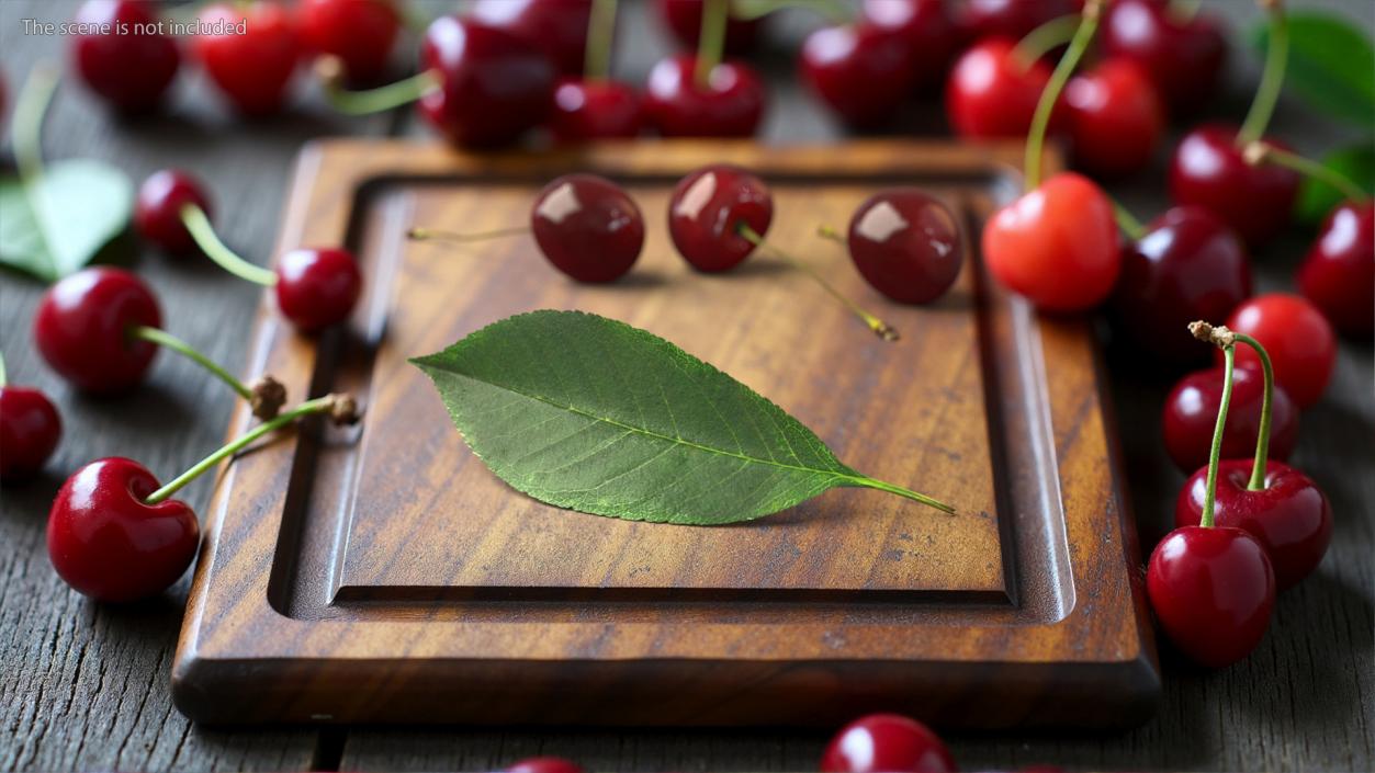 3D Realistic Cherry Tree Leaf