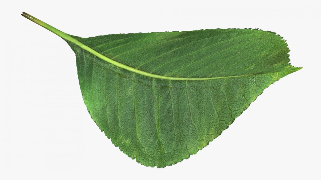 3D Realistic Cherry Tree Leaf