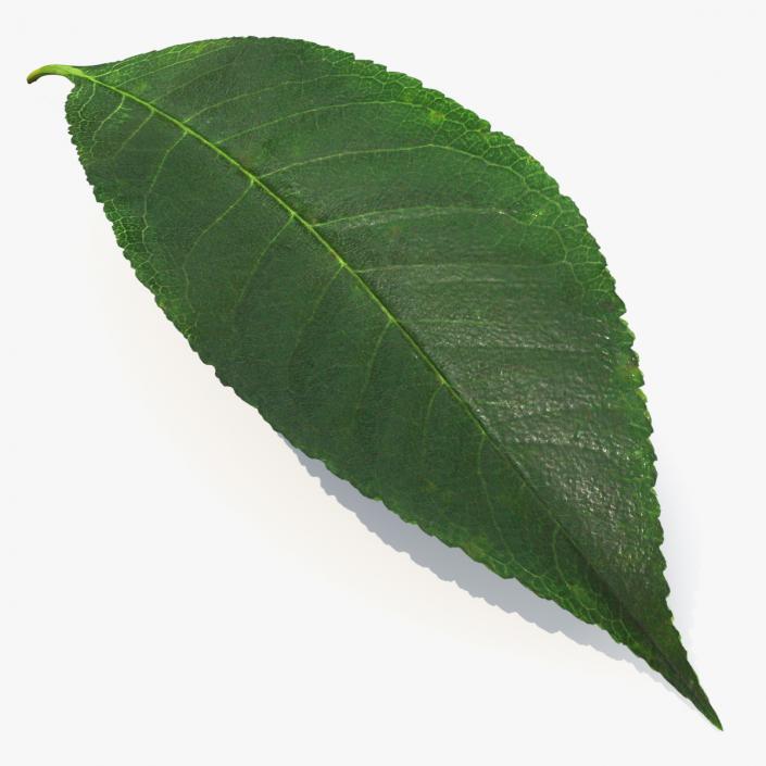 3D Realistic Cherry Tree Leaf