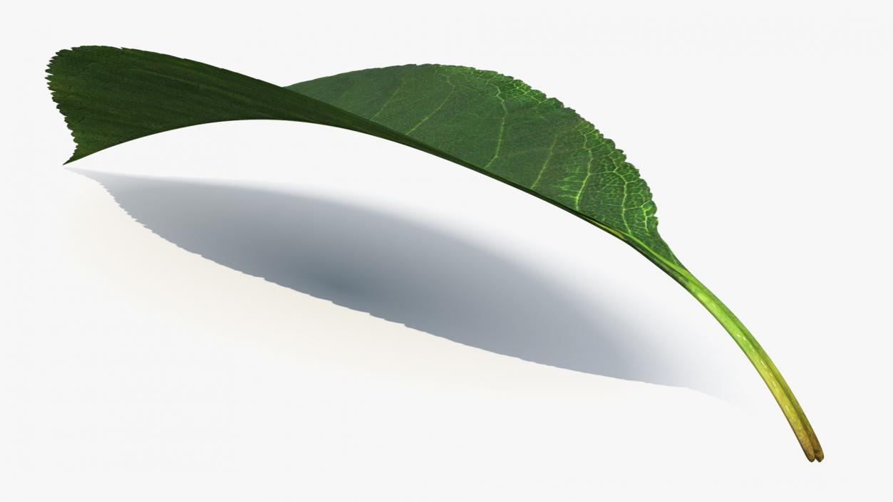 3D Realistic Cherry Tree Leaf