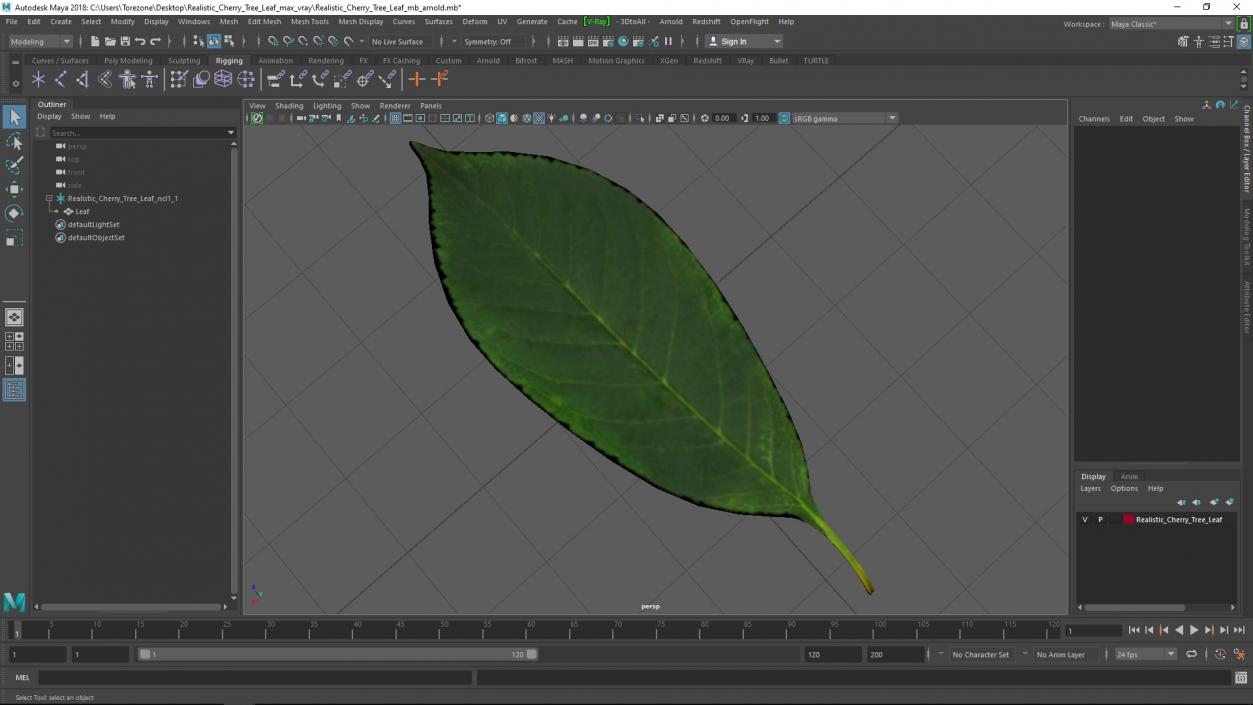 3D Realistic Cherry Tree Leaf