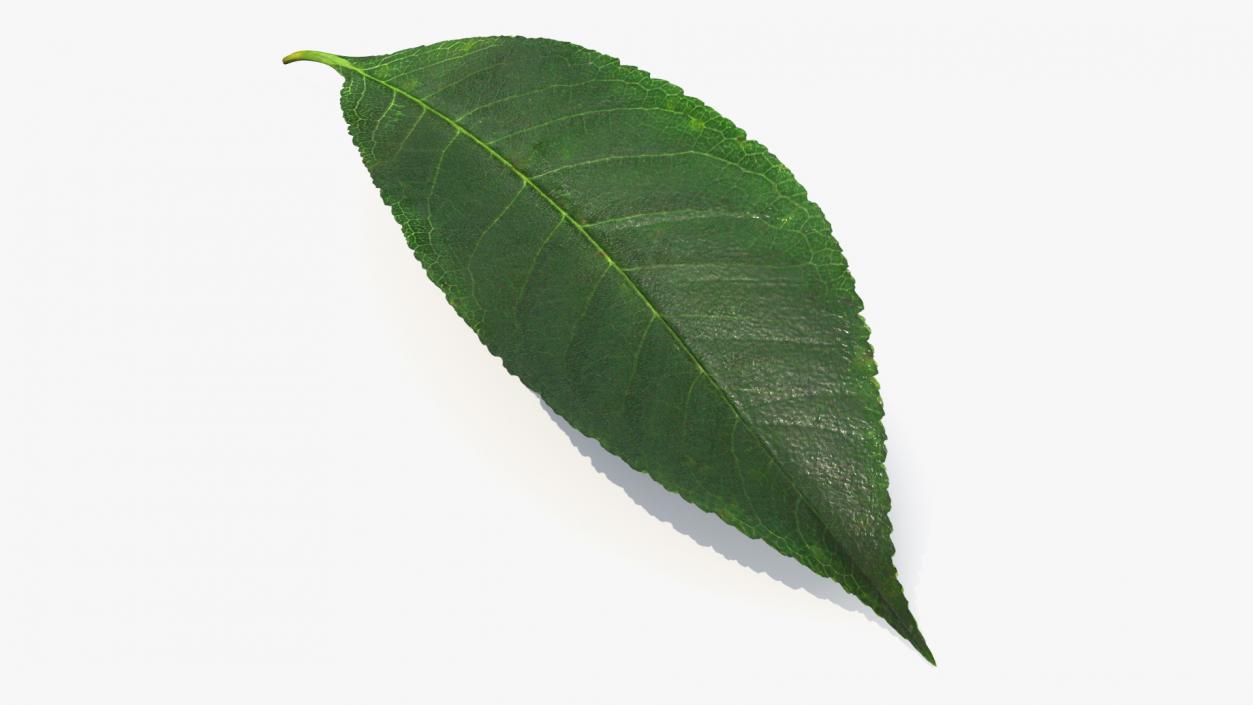 3D Realistic Cherry Tree Leaf