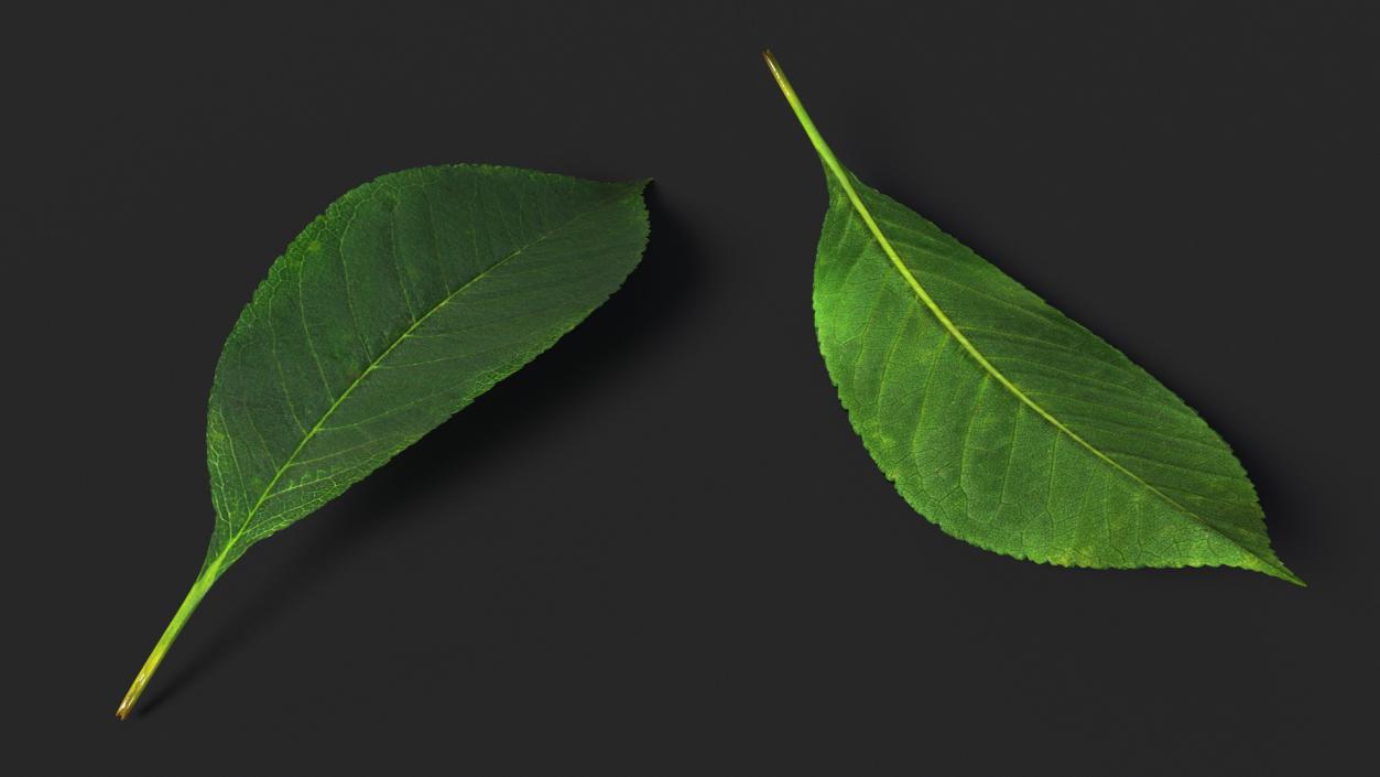 3D Realistic Cherry Tree Leaf