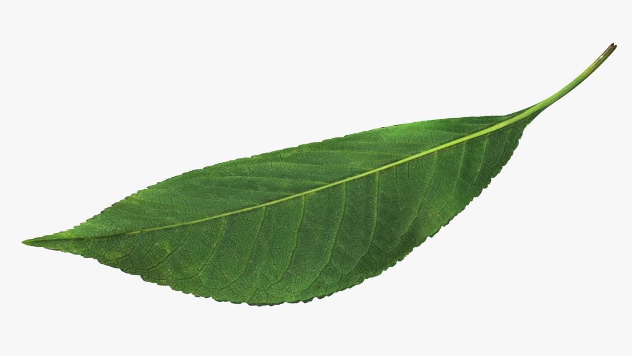 3D Realistic Cherry Tree Leaf