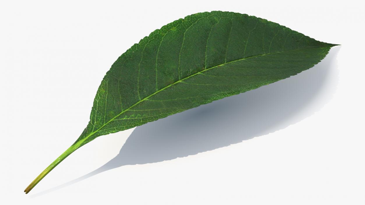 3D Realistic Cherry Tree Leaf