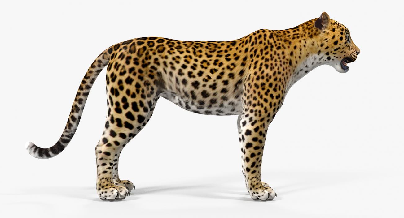 Leopard 3D model