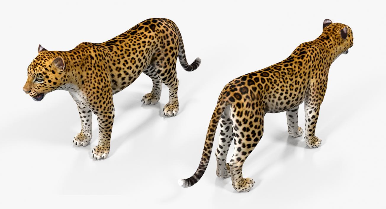 Leopard 3D model