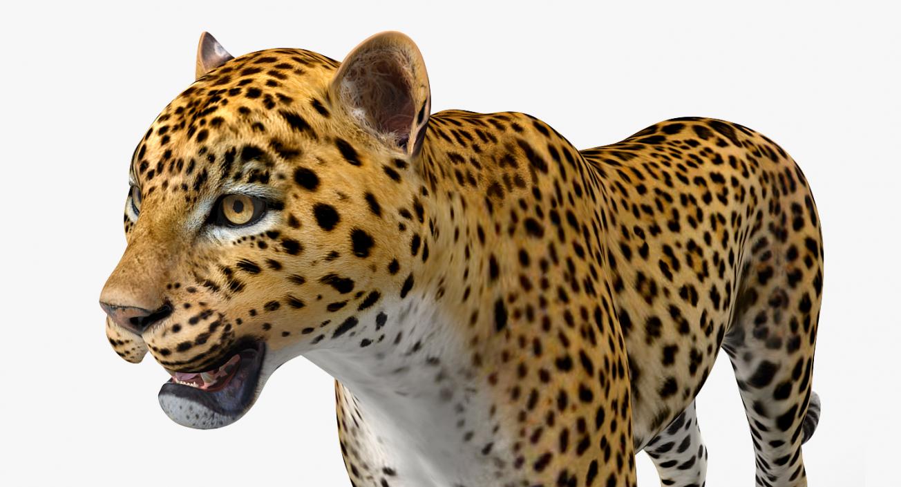 Leopard 3D model