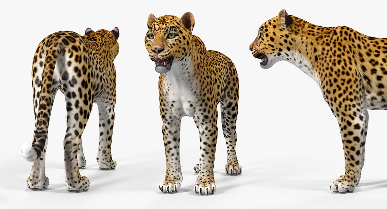 Leopard 3D model