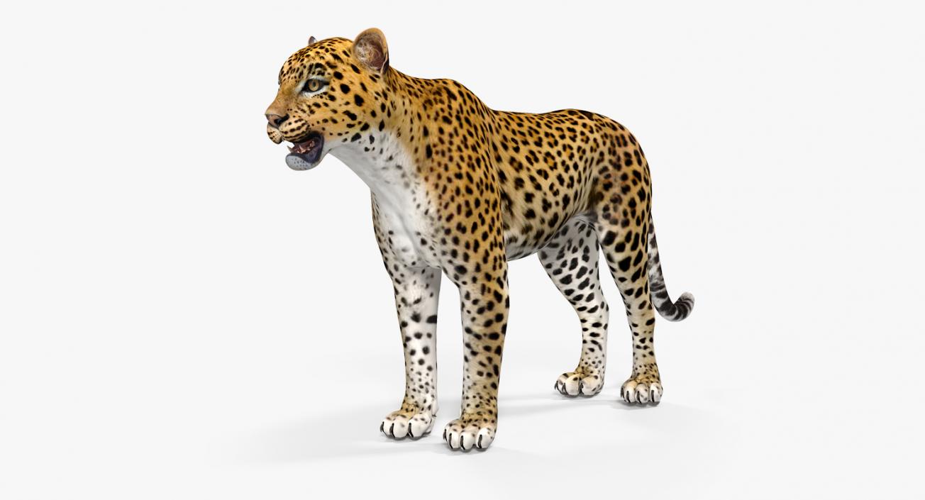 Leopard 3D model