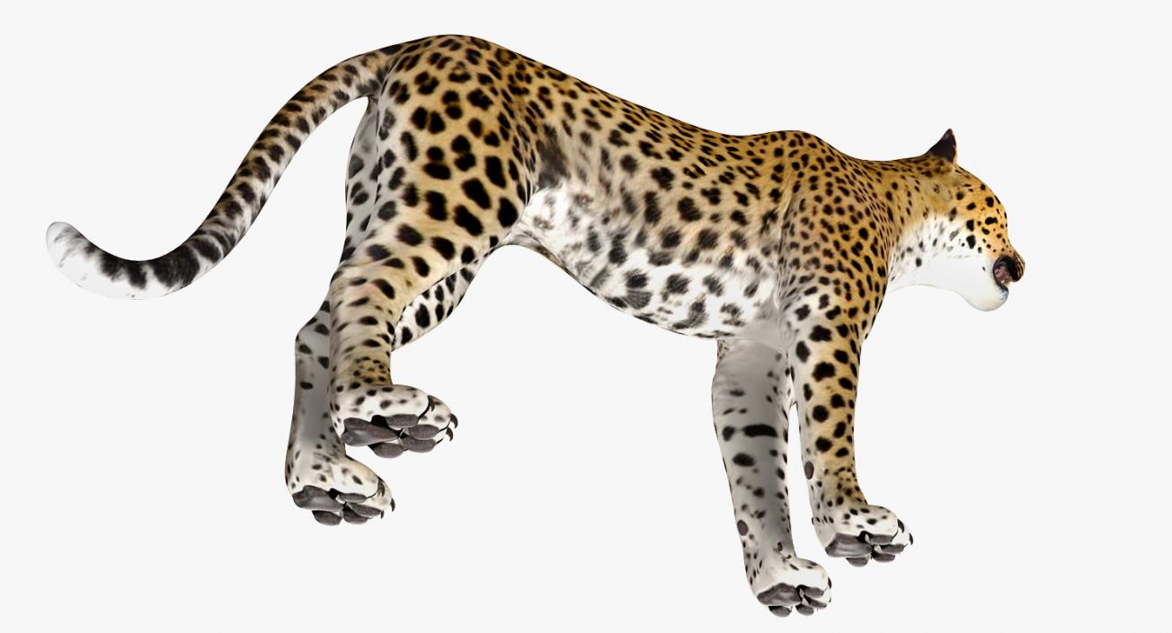 Leopard 3D model