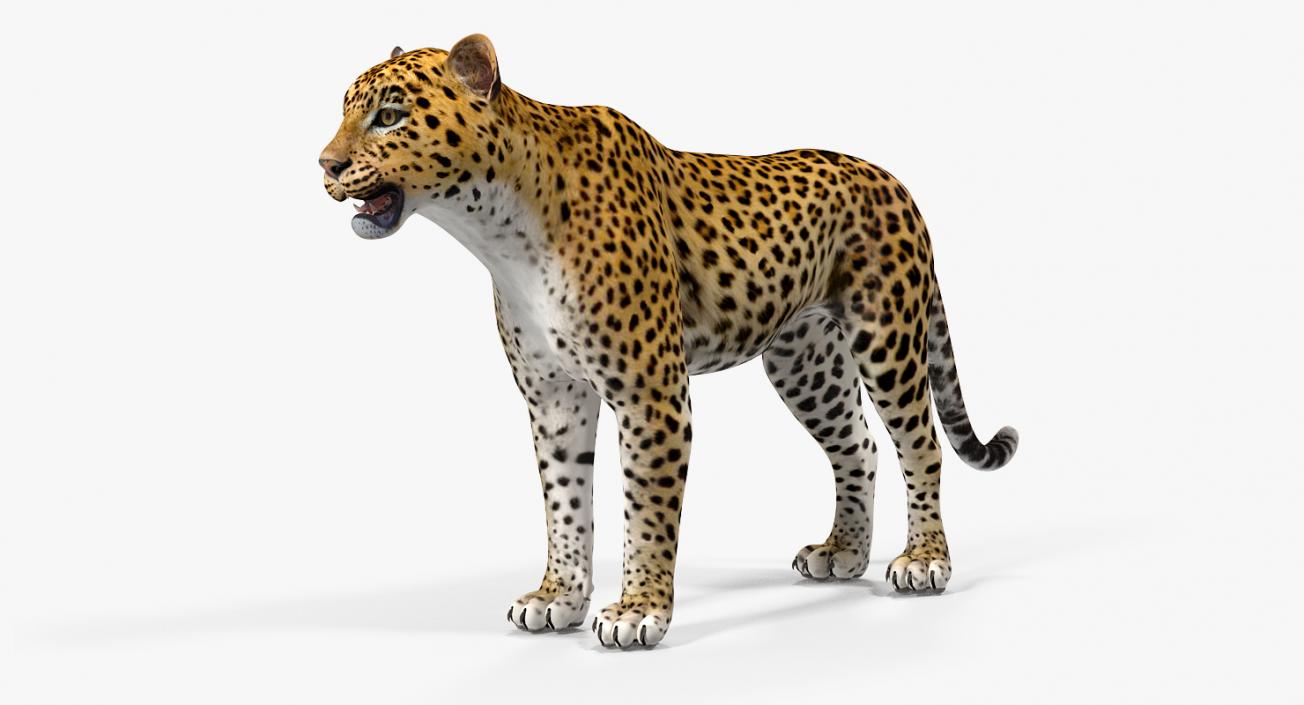 Leopard 3D model