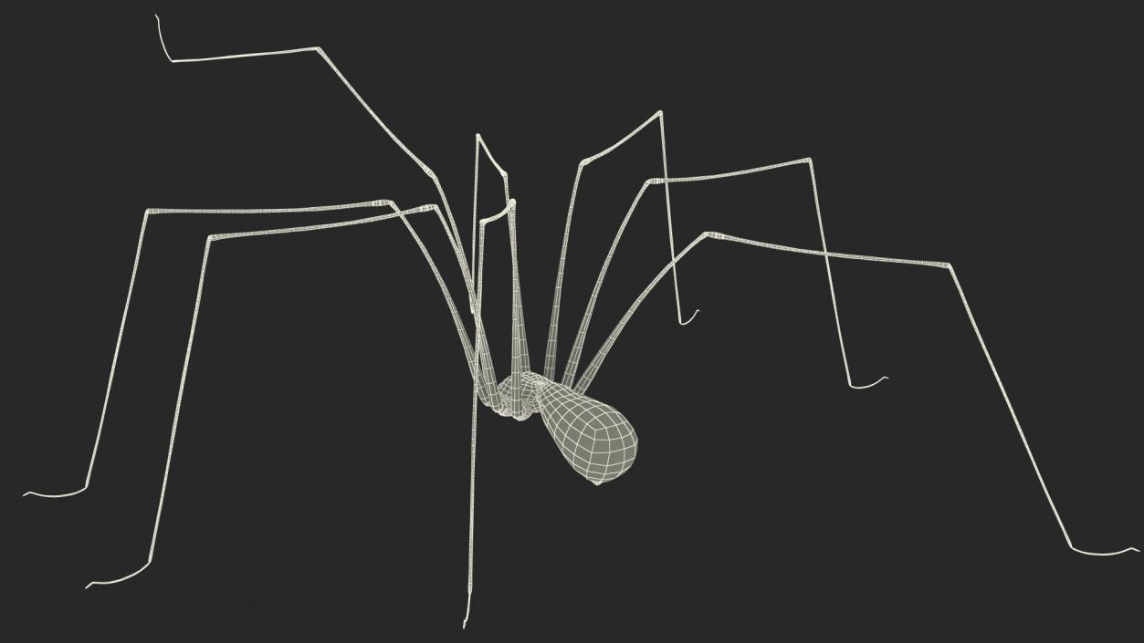 3D Long-legged House Spider Rigged 2 model