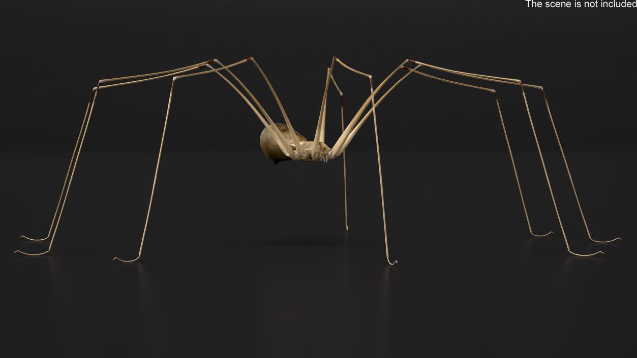 3D Long-legged House Spider Rigged 2 model