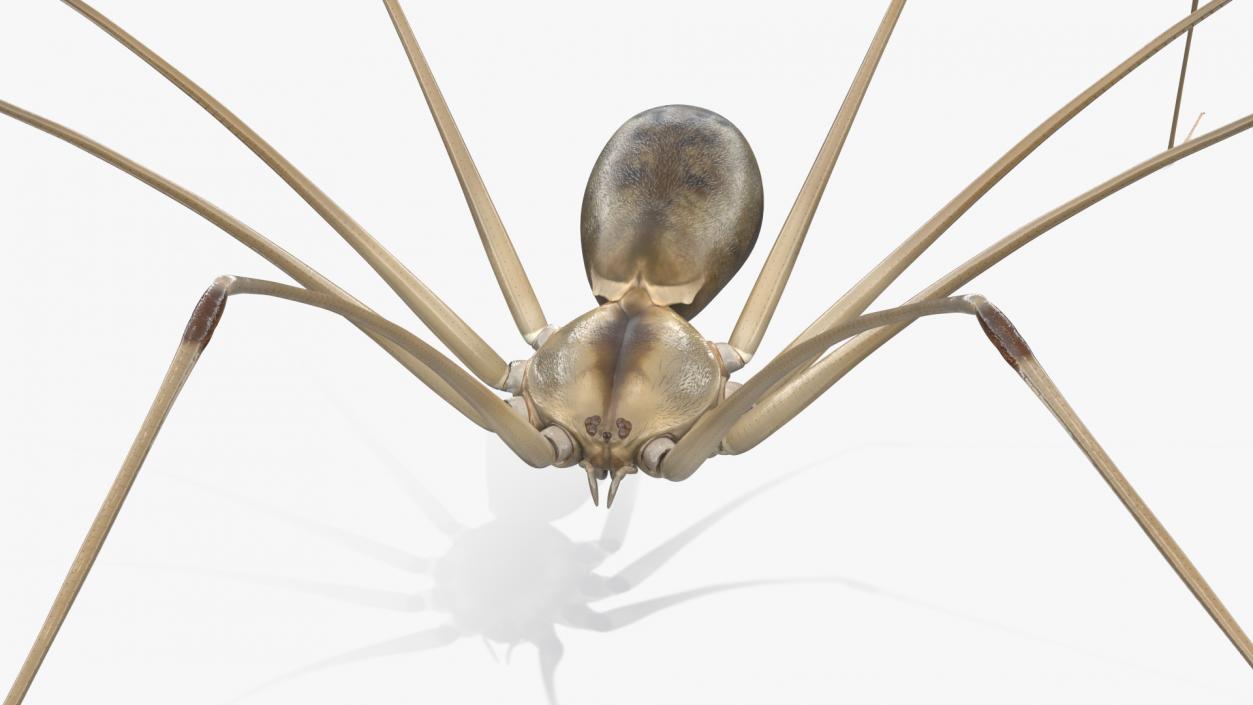 3D Long-legged House Spider Rigged 2 model