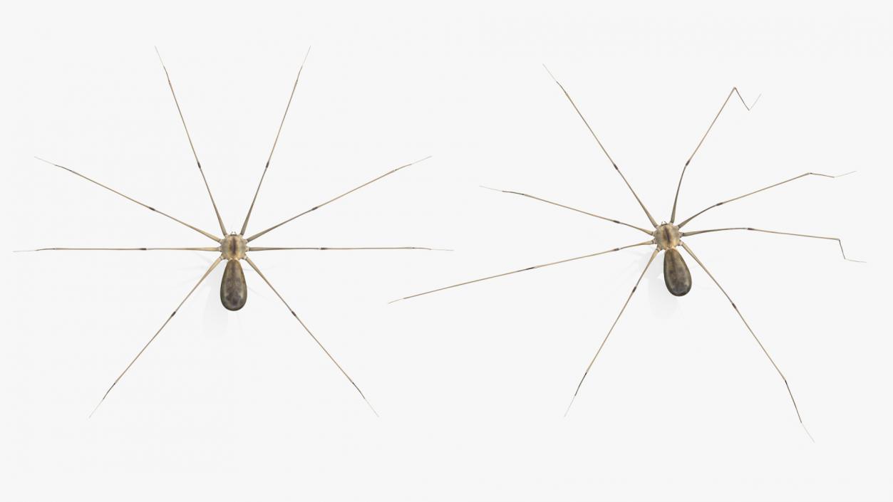 3D Long-legged House Spider Rigged 2 model