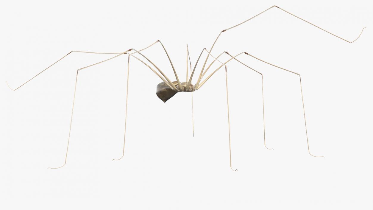 3D Long-legged House Spider Rigged 2 model