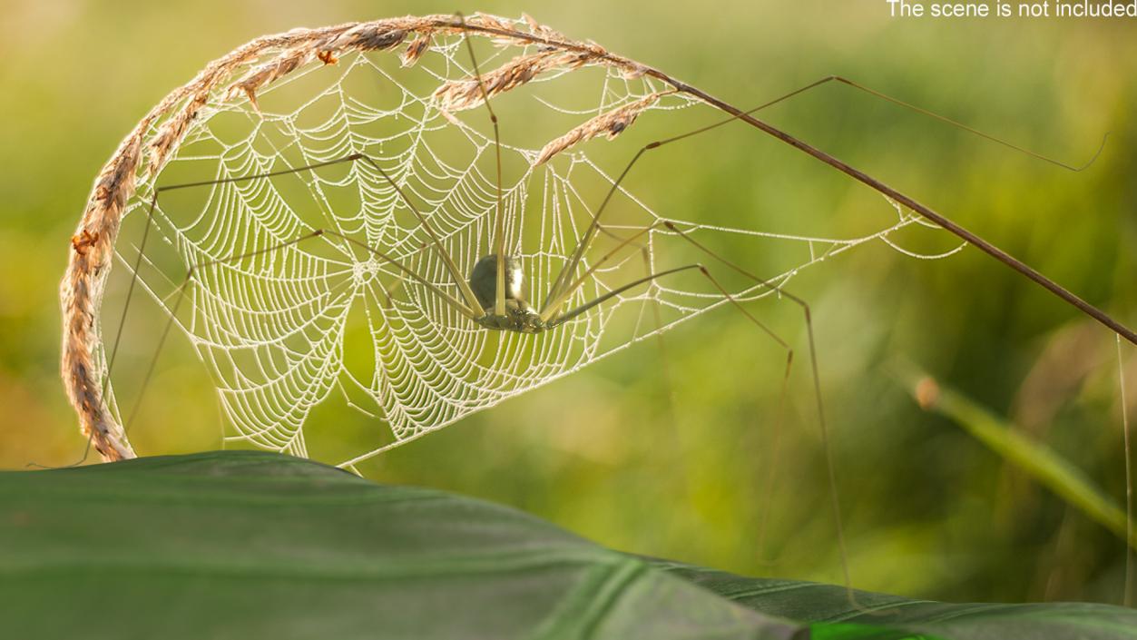 3D Long-legged House Spider Rigged 2 model