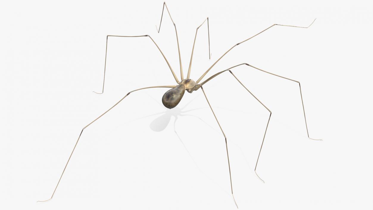 3D Long-legged House Spider Rigged 2 model