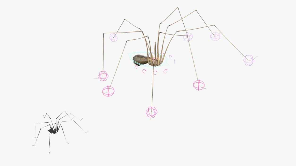 3D Long-legged House Spider Rigged 2 model