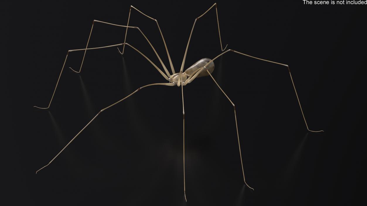 3D Long-legged House Spider Rigged 2 model