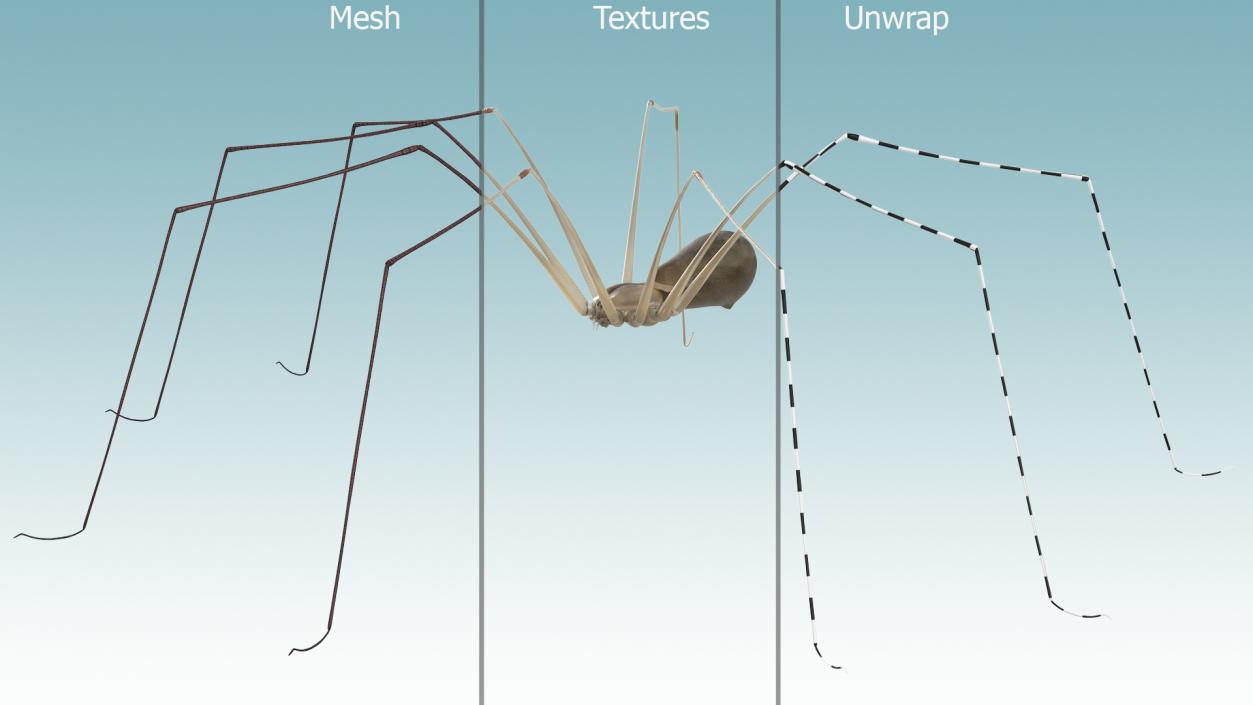 3D Long-legged House Spider Rigged 2 model