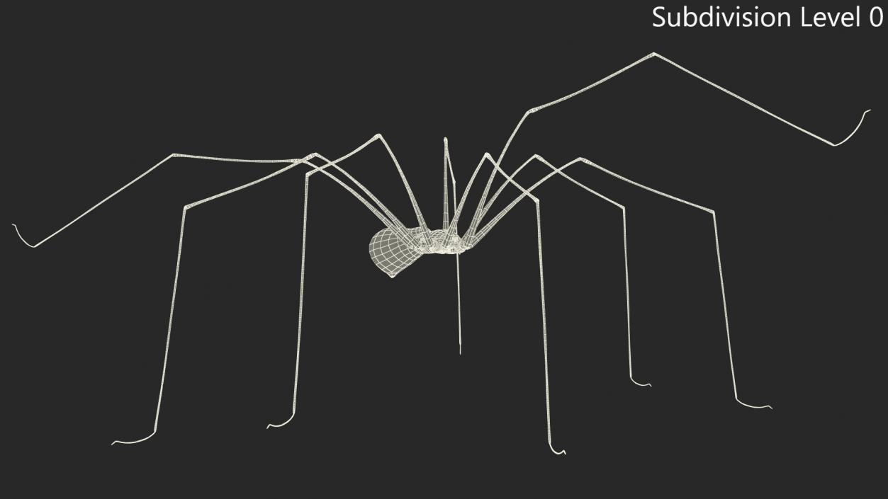 3D Long-legged House Spider Rigged 2 model