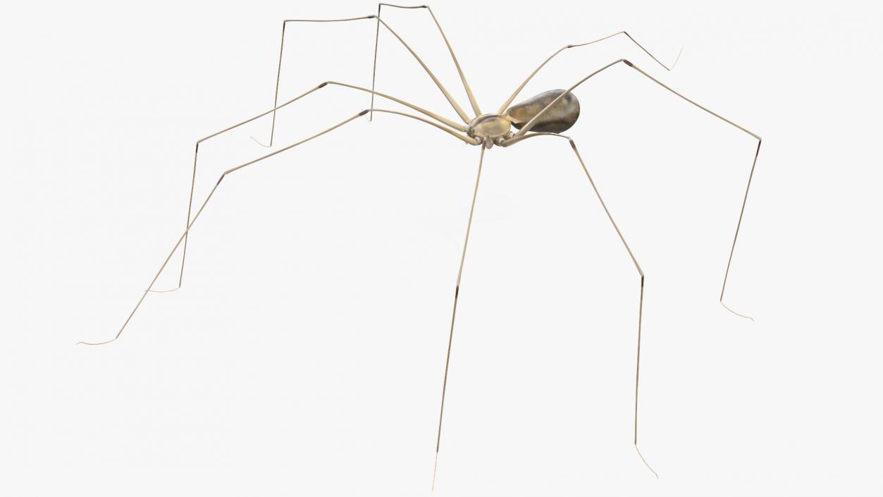 3D Long-legged House Spider Rigged 2 model