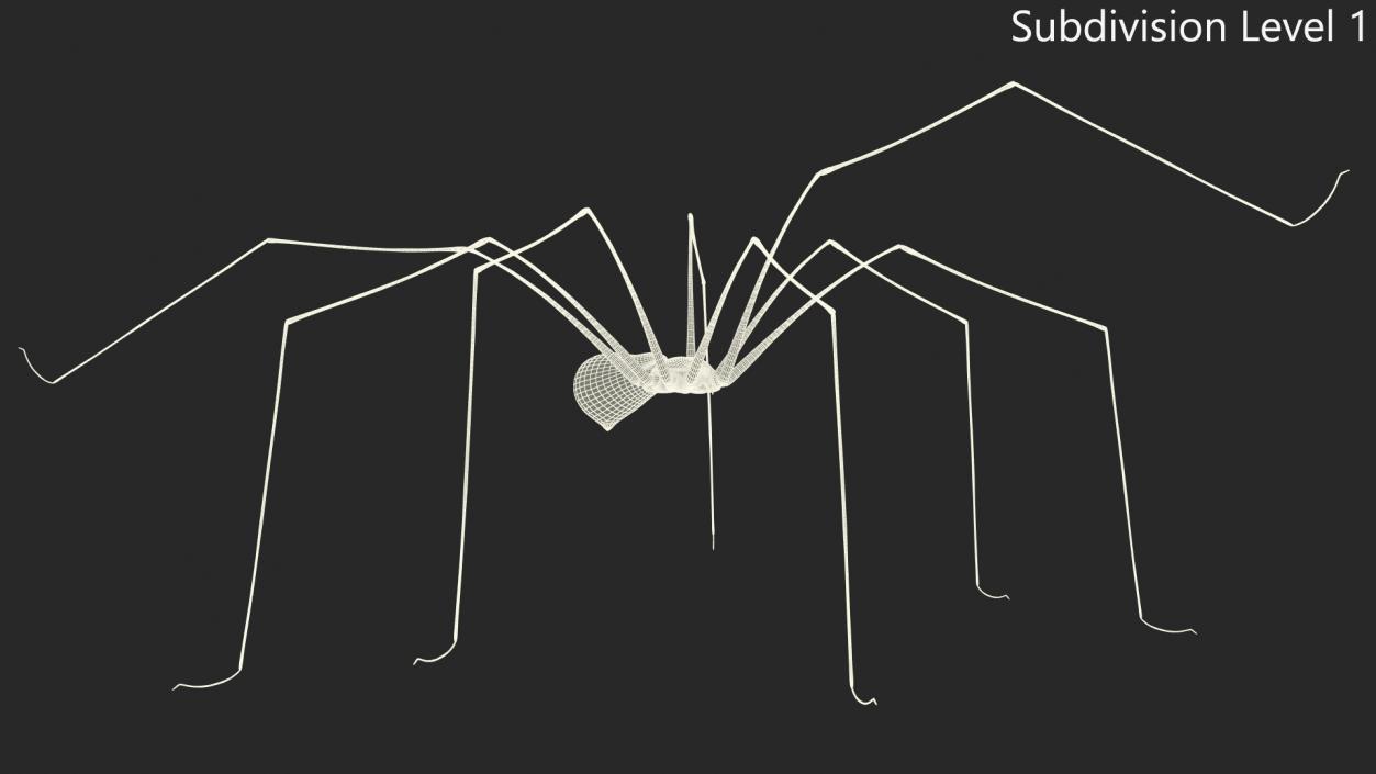 3D Long-legged House Spider Rigged 2 model