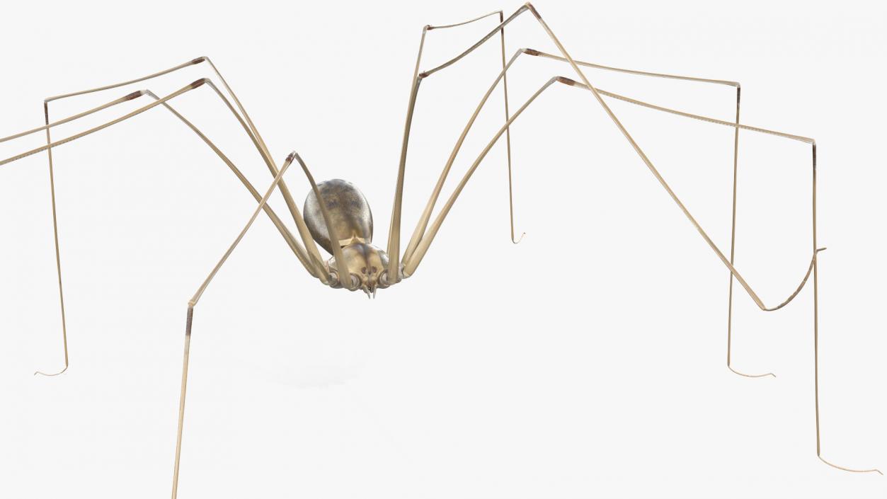 3D Long-legged House Spider Rigged 2 model