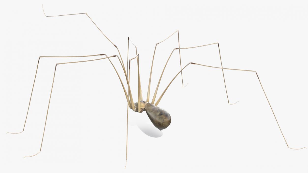 3D Long-legged House Spider Rigged 2 model