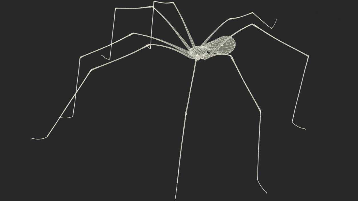 3D Long-legged House Spider Rigged 2 model