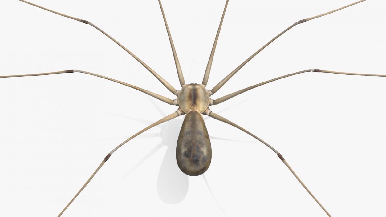 3D Long-legged House Spider Rigged 2 model