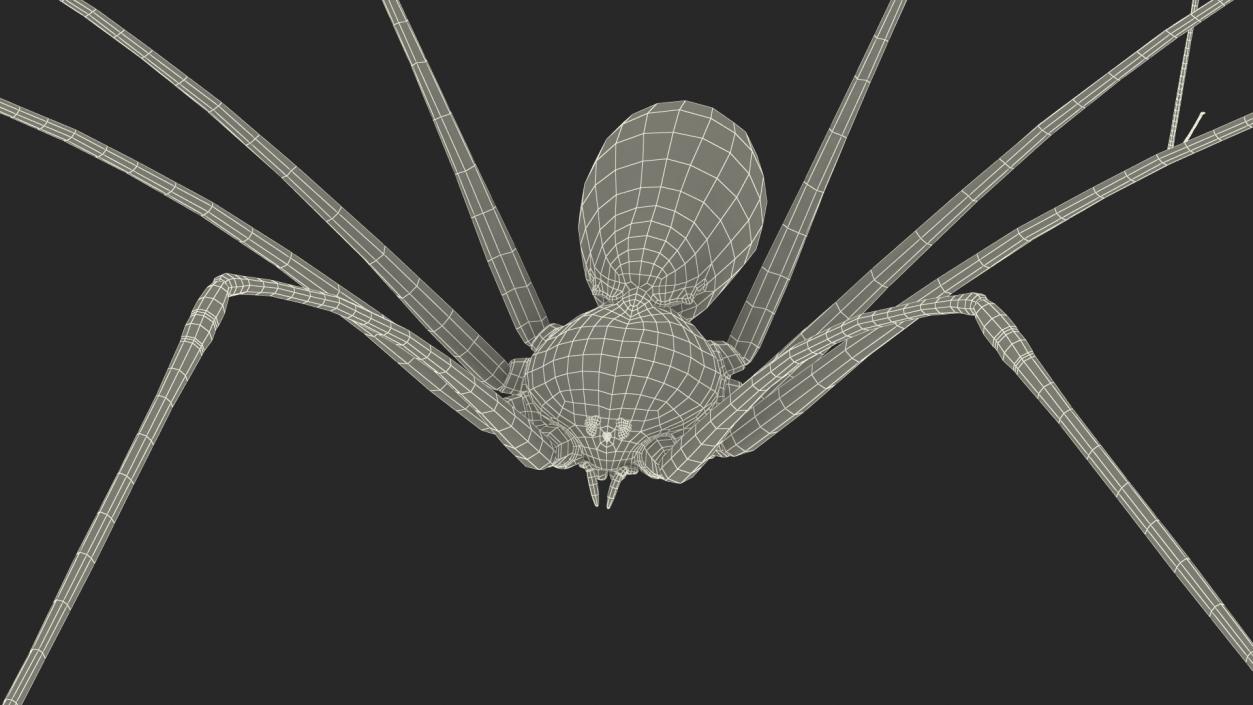 3D Long-legged House Spider Rigged 2 model