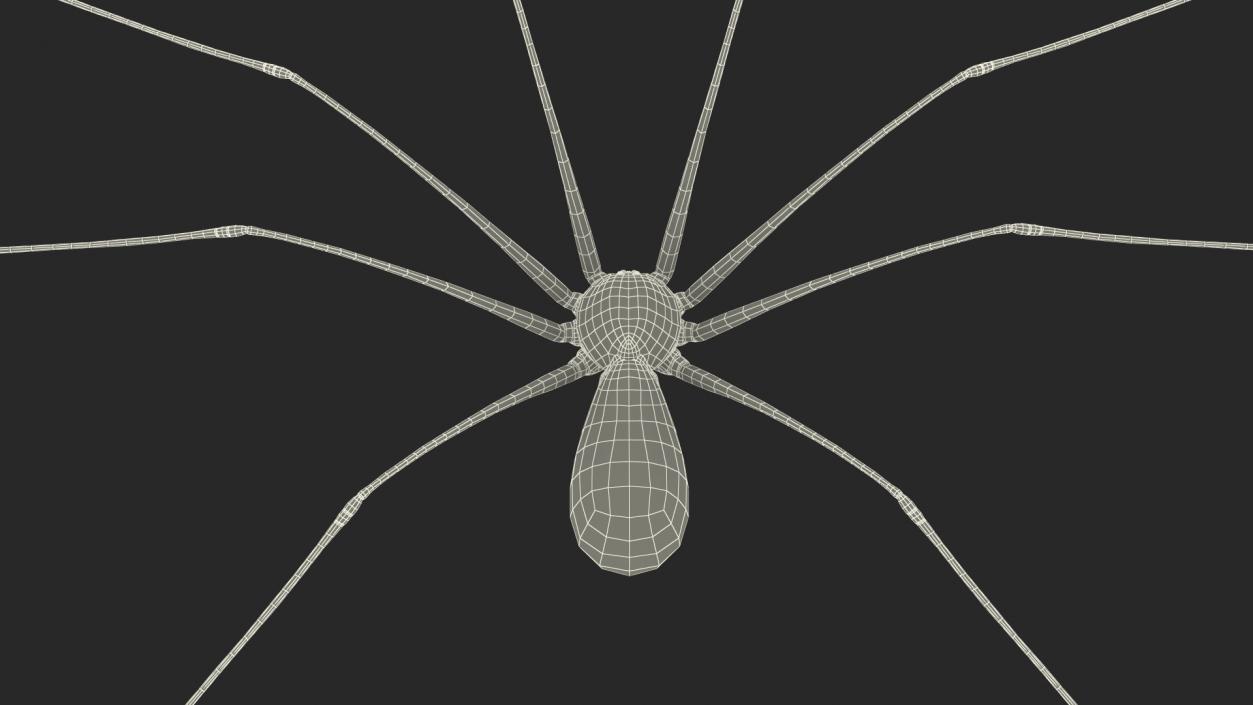 3D Long-legged House Spider Rigged 2 model