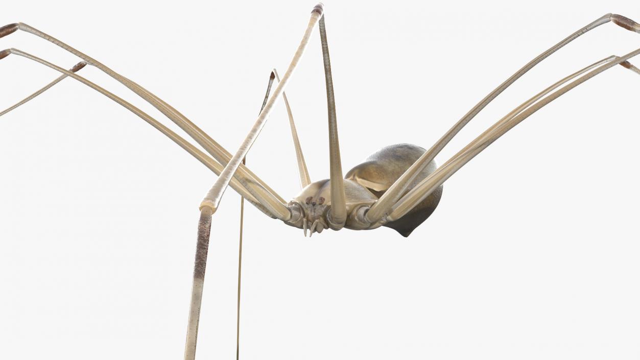 3D Long-legged House Spider Rigged 2 model