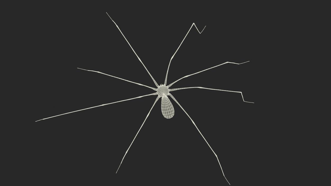 3D Long-legged House Spider Rigged 2 model